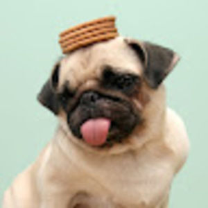 Meet your Posher, Lucy